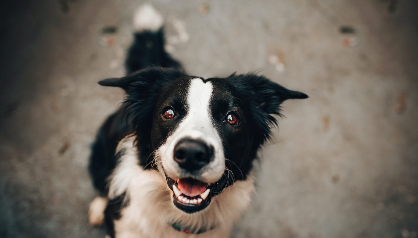 Black And White Dog