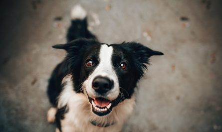 Black And White Dog